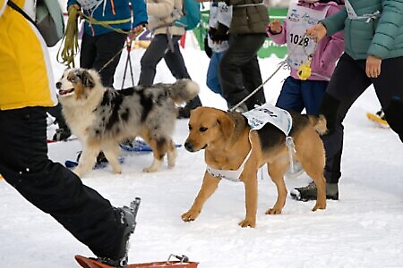 gli amici animali con pettorale partecipano accompagnati dai loro amici umani. Si possono iscrivere anche loro e hanno diritto a un pacco gara "canino".
